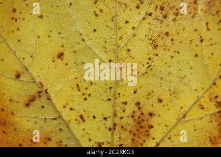 gros plan plein cadre d'une feuille d'automne jaune avec des taches brunes veines et cellules illustrées en détail Banque D'Images