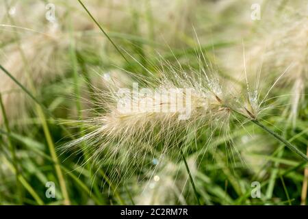 Plante de Pennisetum villosum « Cream Falls » communément appelée herbe à plumes Banque D'Images