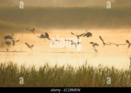 Les oiseaux vocourent au-dessus de l'eau à l'heure d'or au lever du soleil Banque D'Images