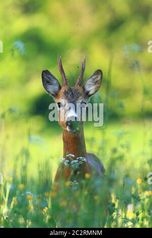 Le cerf de Virginie est un homme qui regarde la caméra depuis l'herbe, tôt le matin Banque D'Images