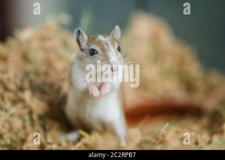 Gerbilles mongoles (Meriones), animal de compagnie Banque D'Images