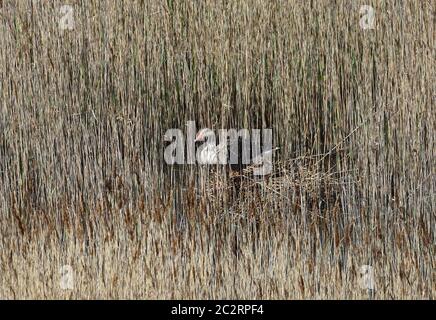 Grylag Goose Anser anser assis sur un nid au milieu du lit de roseaux. Banque D'Images