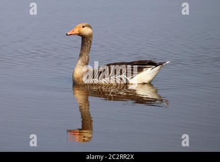 Graylag Goose Anser anser sur l'eau. Banque D'Images