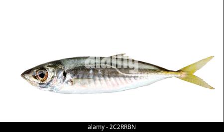 Plan de Chinchard Poisson isolé sur fond blanc Banque D'Images