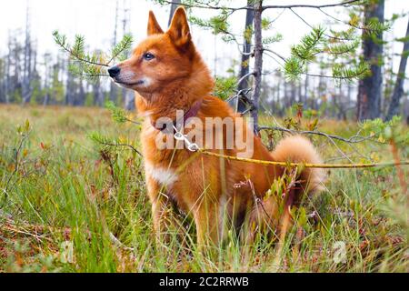 chien de chasse sur le marais Banque D'Images