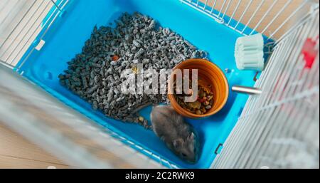 Vue de dessus du hamster à l'intérieur de la cage Banque D'Images