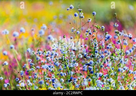 Fleurs sauvages colorées jardin prairie en pleine fleur, Blue Fineflower gilia Banque D'Images