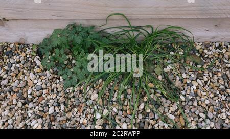 Les mauvaises herbes poussent à travers des cailloux à côté de la boîte de jardin en bois Banque D'Images