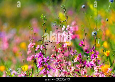 Fleurs sauvages colorées jardin prairie en pleine floraison sur les fleurs de prairie d'été dans les couleurs pastels, Clarkia Banque D'Images