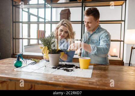 Jeune couple change le sol dans les plantes d'accueil, le passe-temps florististe. L'homme et la femme s'occupent et poussent des fleurs domestiques, jardinage Banque D'Images