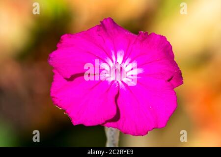Lychnis coronaria une plante de fleur vivace rose magenta été automne couramment connue sous le nom de Rose campion Banque D'Images
