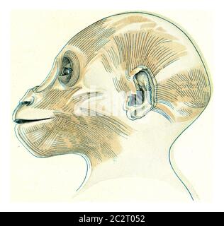 Les muscles superficiels de la tête et du cou d'un jeune gorille, illustration gravée d'époque. De l'Univers et de l'humanité, 1910. Banque D'Images