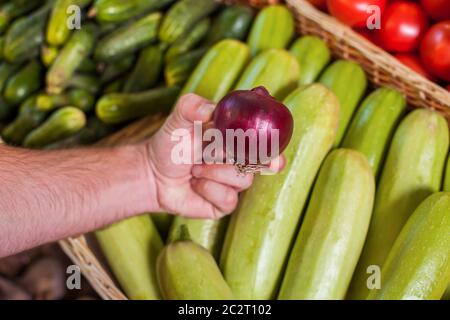 La main du Mans montre l'oignon. Boîtes avec des marrows de légumes, des concombres et des tomates en arrière-plan. Banque D'Images