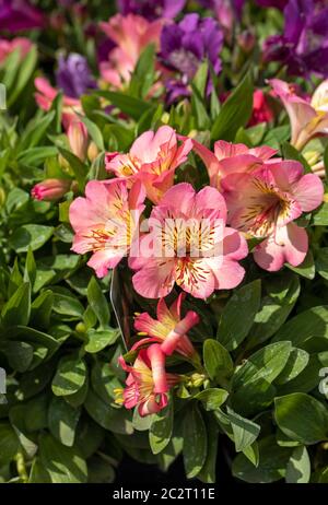 Gros plan sur Alstroemeria Inticancha fleurs de soleil Banque D'Images