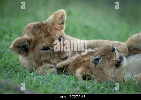 Close-up de deux lionceaux jouant dans l'herbe Banque D'Images