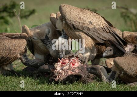 Close-up de vautour debout sur kill Banque D'Images