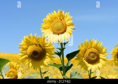 Un trio de tournesols se tenant contre un ciel bleu sans nuages dans un champ de cultures. Banque D'Images