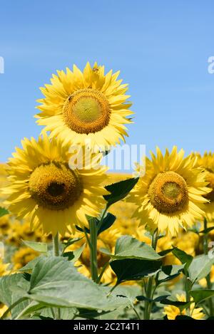 Un trio de tournesols se tenant contre un ciel bleu sans nuages dans un champ de cultures. Verticale. Banque D'Images