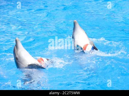 Deux dauphins danse avec piscine à balles Banque D'Images