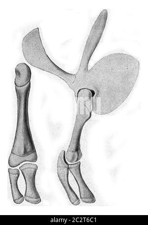 Squelette des membres antérieurs et postérieurs de la salamandre, illustration gravée d'époque. De l'Univers et de l'humanité, 1910. Banque D'Images