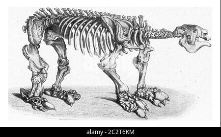 Squelette d'un géant lent de la période tertiaire plus tardive de l'Amérique du Sud, illustration gravée d'époque. De l'Univers et de l'humanité, 1910. Banque D'Images