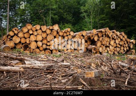 Dépérissement des forêts, arbres abattus, troncs d'arbres, dans une forêt près d'Altenberg, dans la région de Bergisches Land, Rhénanie-du-Nord-Westphalie, Allemagne. Waldsterben, ge Banque D'Images