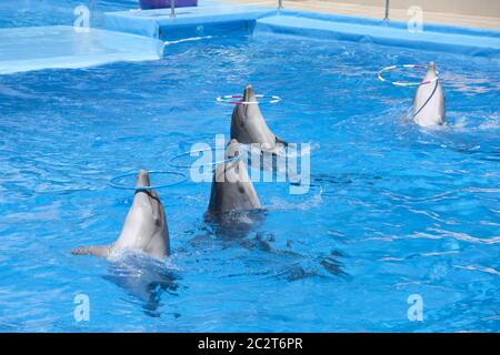 La danse des dauphins avec des cerceaux à pool Banque D'Images