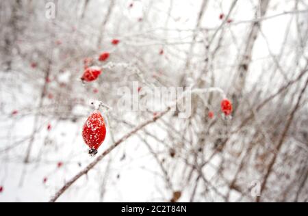 Dogrose Direction générale de petits fruits rouges dans la neige Banque D'Images