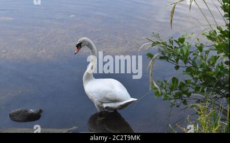 Un magnifique cygne blanc solitaire sur un loch écossais en été. Banque D'Images