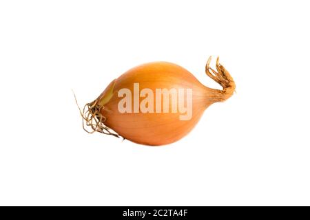 Échalote sur fond blanc en studio Banque D'Images