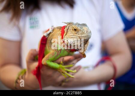 Caméléon entre les mains d'un homme. Reptile dans la rue. PET du détachement de reptiles à sang froid. Banque D'Images