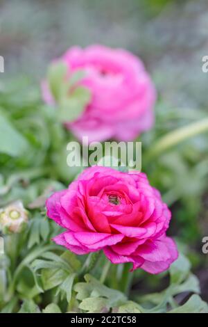 De jolies fleurs de ranunculus roses au printemps Banque D'Images