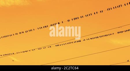 Oiseaux sur un fil. Corneilles ou rook assis dans une rangée sur un fil au coucher du soleil Banque D'Images