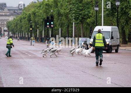 Westminster, Londres, Royaume-Uni. 18 juin 2020. Les pélicans qui vivent dans le parc St. James's ont décidé de traverser le centre commercial pour arrêter la circulation. Marche sur la route. Les gardes du parc ont dû les déplacer vers l'arrière Banque D'Images