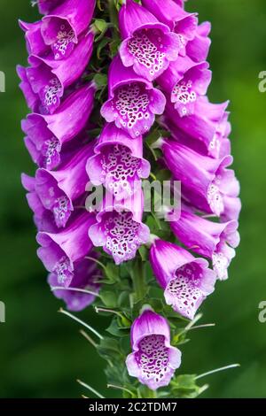 Jardin Foxglove Digitalis purpurea fleurs Banque D'Images