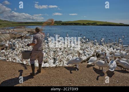 Temps de repas à la Swannery d'Abbotsbury, à Dorset, Royaume-Uni Banque D'Images