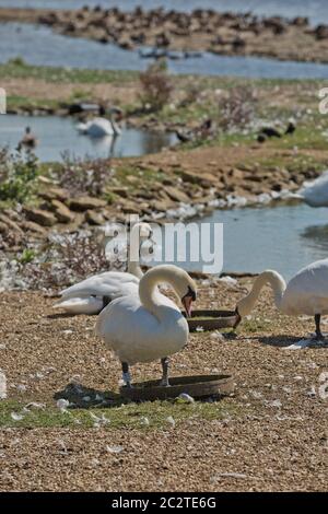 Troupeau de cygnes pendant la période de nutrition à la couvée d'Abbotsbury, à Dorset, au Royaume-Uni Banque D'Images