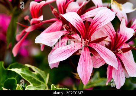 Géranium Ivy pelargonium peltatum 'Cascade Sofie' Banque D'Images