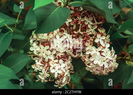 Printemps saisonnier jardinage fleurs sauvages sur le Bush lilas Banque D'Images