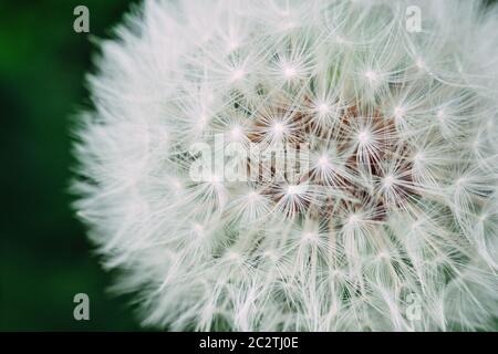 Photo macro extrême de la fleur de pissenlit fond vert Banque D'Images