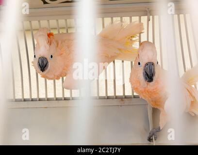 Deux perroquets roses dans une cage Banque D'Images