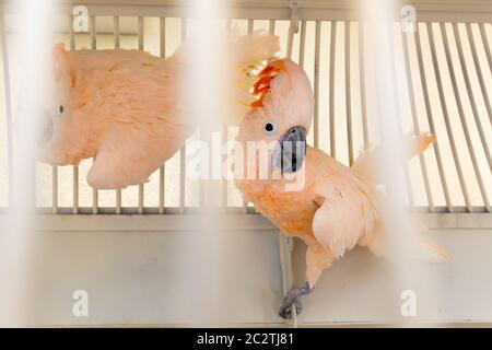 Deux perroquets roses dans une cage en métal Banque D'Images