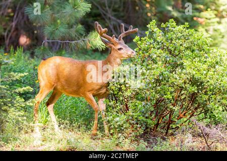 Jeune élan avec forêt verte sur le fond. Banque D'Images