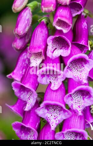 Digitalis purpurea Foxygants pourpre fleurs Banque D'Images