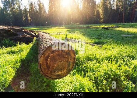 Arbre en cuted sur un pré vert au coucher du soleil dans le parc national Sequoia, Californie, États-Unis Banque D'Images