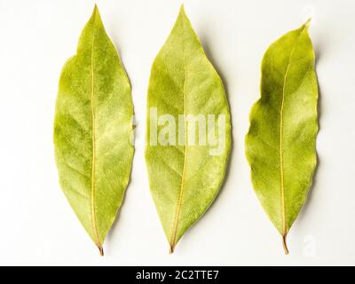 Trois feuilles de baie séchées isolées sur un fond blanc Banque D'Images