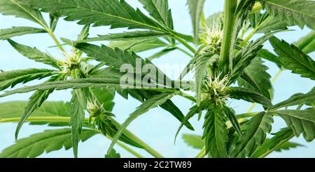 Panorama des bourgeons de cannabis. Stade de floraison précoce avec stigmates blancs, sur fond bleu, feuilles de marijuana vert vif avec tric Banque D'Images