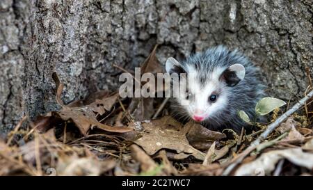 Bébé opossum avec nez rose debout dans les feuilles devant l'arbre en Caroline du Nord USA Banque D'Images