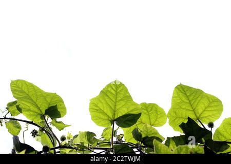 La forme de la gourde femelle verte de l'ivy devant avec un fond de ciel blanc. Banque D'Images