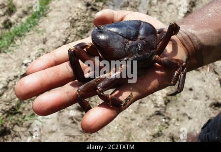 Katmandou, Népal. 18 juin 2020. Un népalais montre un crabe trouvé dans un champ de paddy, tout en se préparer à planter des semis de riz à Katmandou, capitale du Népal, le 18 juin 2020. On trouve des crabes pendant la saison de la mousson dans le rizières, qui sont utilisées par les népalais pour la nourriture nutritive. Crédit : Sunil Sharma/ZUMA Wire/Alay Live News Banque D'Images